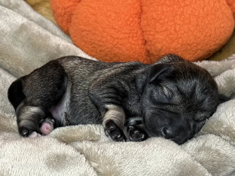 Otto – Miniature Schnauzer puppy for sale in Sarcoxie, MO