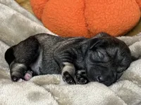 Otto, a male Miniature Schnauzer for sale in Sarcoxie, MO – 1 of 10