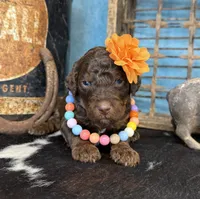 Fauna, a female Poodle - Multi-Colored Standard for sale in Sarcoxie, MO – 2 of 10