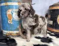 Disco, a male Poodle - Multi-Colored Standard for sale in Sarcoxie, MO – 2 of 8
