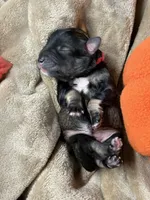 Greta , a female Miniature Schnauzer for sale in Sarcoxie, MO – 9 of 10