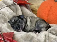 Liesel, a female Miniature Schnauzer for sale in Sarcoxie, MO – 6 of 10