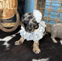 Wednesday, a female Poodle - Standard  for sale in Sarcoxie, MO – 6 of 10