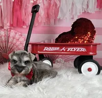 Ken, a male Miniature Schnauzer for sale in Sarcoxie, MO – Photo 10 of 10