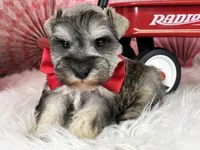Ken, a male Miniature Schnauzer for sale in Sarcoxie, MO – Photo 7 of 10