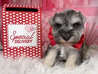 Ken, a male Miniature Schnauzer for sale in Sarcoxie, MO – Photo 4 of 10