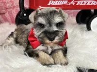 Ken, a male Miniature Schnauzer for sale in Sarcoxie, MO – Photo 9 of 10