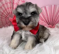 Ken, a male Miniature Schnauzer for sale in Sarcoxie, MO – Photo 1 of 10