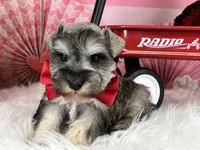 Ken, a male Miniature Schnauzer for sale in Sarcoxie, MO – Photo 3 of 10