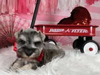 Ken, a male Miniature Schnauzer for sale in Sarcoxie, MO – Photo 5 of 10