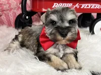 Ken, a male Miniature Schnauzer for sale in Sarcoxie, MO – Photo 6 of 10