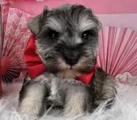 Ken, a male Miniature Schnauzer for sale in Sarcoxie, MO – Photo 2 of 10