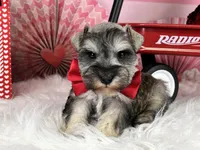 Ken, a male Miniature Schnauzer for sale in Sarcoxie, MO – Photo 8 of 10