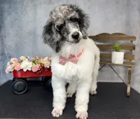 Groovy, a male Poodle - Multi-Colored Standard for sale in Sarcoxie, MO – 5 of 9