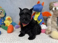 Lady Wigglebottom, a male Miniature Schnauzer for sale in Sarcoxie, MO – 3 of 7
