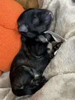 Heidi, a female Miniature Schnauzer for sale in Sarcoxie, MO – 5 of 9