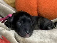 Greta , a female Miniature Schnauzer for sale in Sarcoxie, MO – 3 of 10