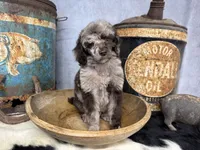 Disco, a male Poodle - Multi-Colored Standard for sale in Sarcoxie, MO – 7 of 8