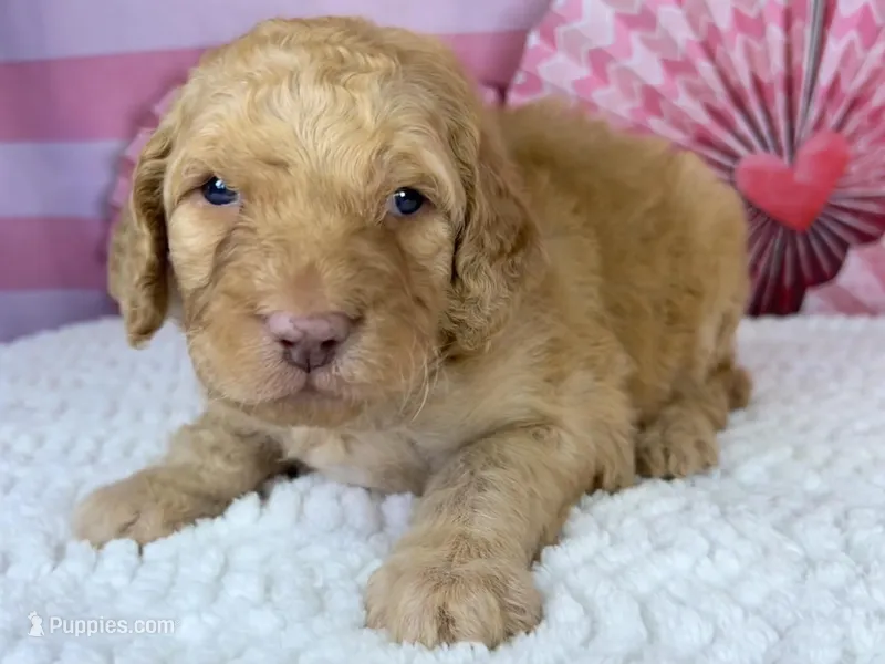 Paprika, a male Poodle - Standard  for sale in Sarcoxie, MO – Photo 1 of 7