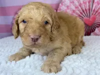 Paprika, a male Poodle - Standard  for sale in Sarcoxie, MO – Photo 1 of 7