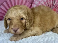Paprika, a male Poodle - Standard  for sale in Sarcoxie, MO – Photo 3 of 7