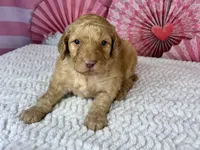 Paprika, a male Poodle - Standard  for sale in Sarcoxie, MO – Photo 7 of 7