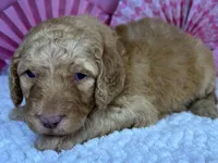 Paprika, a male Poodle - Standard  for sale in Sarcoxie, MO – Photo 4 of 7