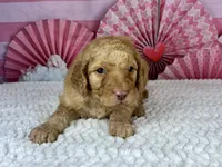 Paprika, a male Poodle - Standard  for sale in Sarcoxie, MO – Photo 5 of 7