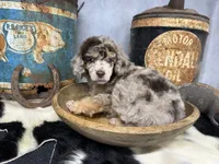 Riff, a male Poodle - Multi-Colored Standard for sale in Sarcoxie, MO – 3 of 8