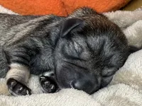 Otto, a male Miniature Schnauzer for sale in Sarcoxie, MO – 3 of 10