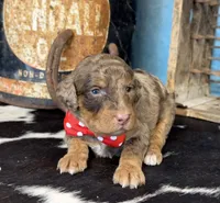 Pugsley, a male Poodle - Multi-Colored Standard for sale in Sarcoxie, MO – 2 of 10