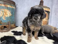 Shimmy, a female Poodle - Multi-Colored Standard for sale in Sarcoxie, MO – 2 of 8