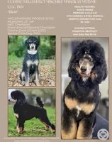Pugsley, a male Poodle - Multi-Colored Standard for sale in Sarcoxie, MO – 9 of 10