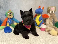 Lady Wigglebottom, a male Miniature Schnauzer for sale in Sarcoxie, MO – 7 of 7
