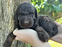 Daniel, a male Poodle - Standard  for sale in Sarcoxie, MO – Photo 9 of 10