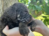 Daniel, a male Poodle - Standard  for sale in Sarcoxie, MO – Photo 2 of 10