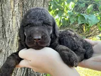 Daniel, a male Poodle - Standard  for sale in Sarcoxie, MO – Photo 7 of 10