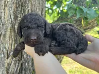 Daniel, a male Poodle - Standard  for sale in Sarcoxie, MO – Photo 10 of 10