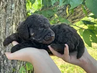 Daniel, a male Poodle - Standard  for sale in Sarcoxie, MO – Photo 5 of 10