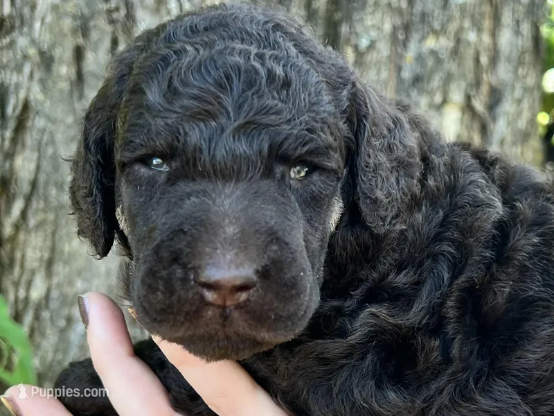 Daniel, a male Poodle - Standard  for sale in Sarcoxie, MO – Photo 1 of 10