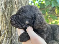 Daniel, a male Poodle - Standard  for sale in Sarcoxie, MO – Photo 6 of 10