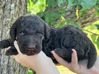 Daniel, a male Poodle - Standard  for sale in Sarcoxie, MO – Photo 3 of 10
