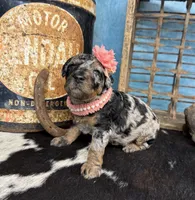 Wednesday, a female Poodle - Standard  for sale in Sarcoxie, MO – 5 of 10