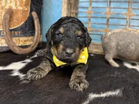 Thing, a male Poodle - Multi-Colored Standard for sale in Sarcoxie, MO – 4 of 10