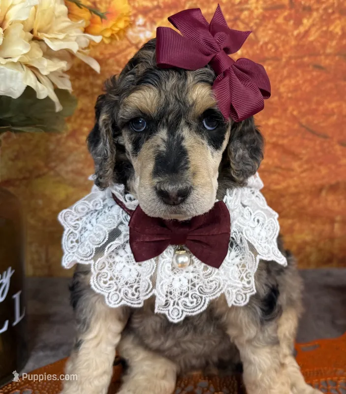 Showstopper – Poodle - Standard  puppy for sale in Sarcoxie, MO