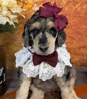 Showstopper, a female Poodle - Standard  for sale in Sarcoxie, MO – 1 of 9