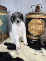 Groovy, a male Poodle - Multi-Colored Standard for sale in Sarcoxie, MO – 8 of 8