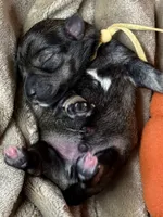 Otto, a male Miniature Schnauzer for sale in Sarcoxie, MO – 6 of 10