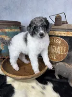 Groovy, a male Poodle - Multi-Colored Standard for sale in Sarcoxie, MO – 3 of 8