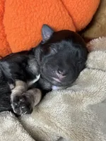 Heidi, a female Miniature Schnauzer for sale in Sarcoxie, MO – 7 of 9